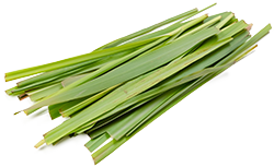 Citronella